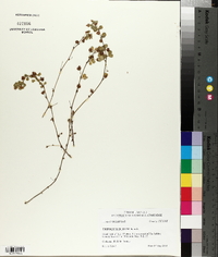 Trifolium dubium image