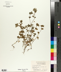 Trifolium dubium image