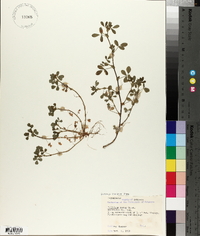 Trifolium dubium image