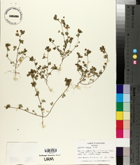 Trifolium dubium image