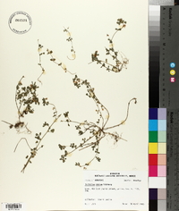 Trifolium dubium image