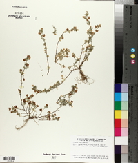 Trifolium dubium image