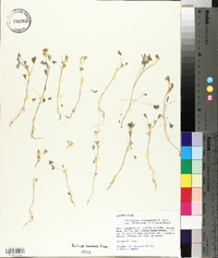 Trifolium depauperatum image