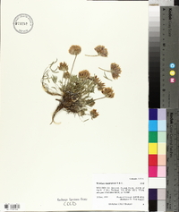 Trifolium dasyphyllum image