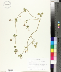 Trifolium resupinatum image