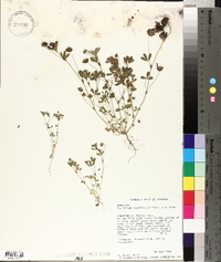 Trifolium gracilentum image