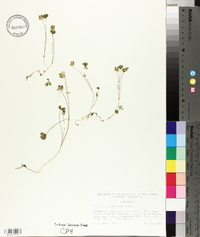 Trifolium cyathiferum image