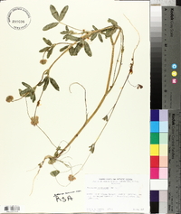 Trifolium ciliolatum image