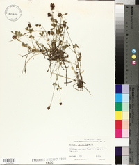 Trifolium carolinianum image