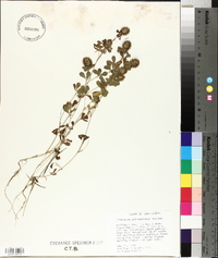 Trifolium carolinianum image