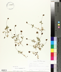 Trifolium carolinianum image