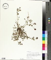 Trifolium carolinianum image