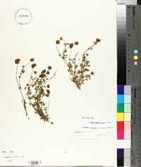 Trifolium carolinianum image