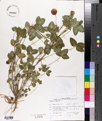 Trifolium hybridum image