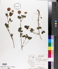 Trifolium hybridum image