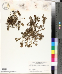 Trifolium fucatum image