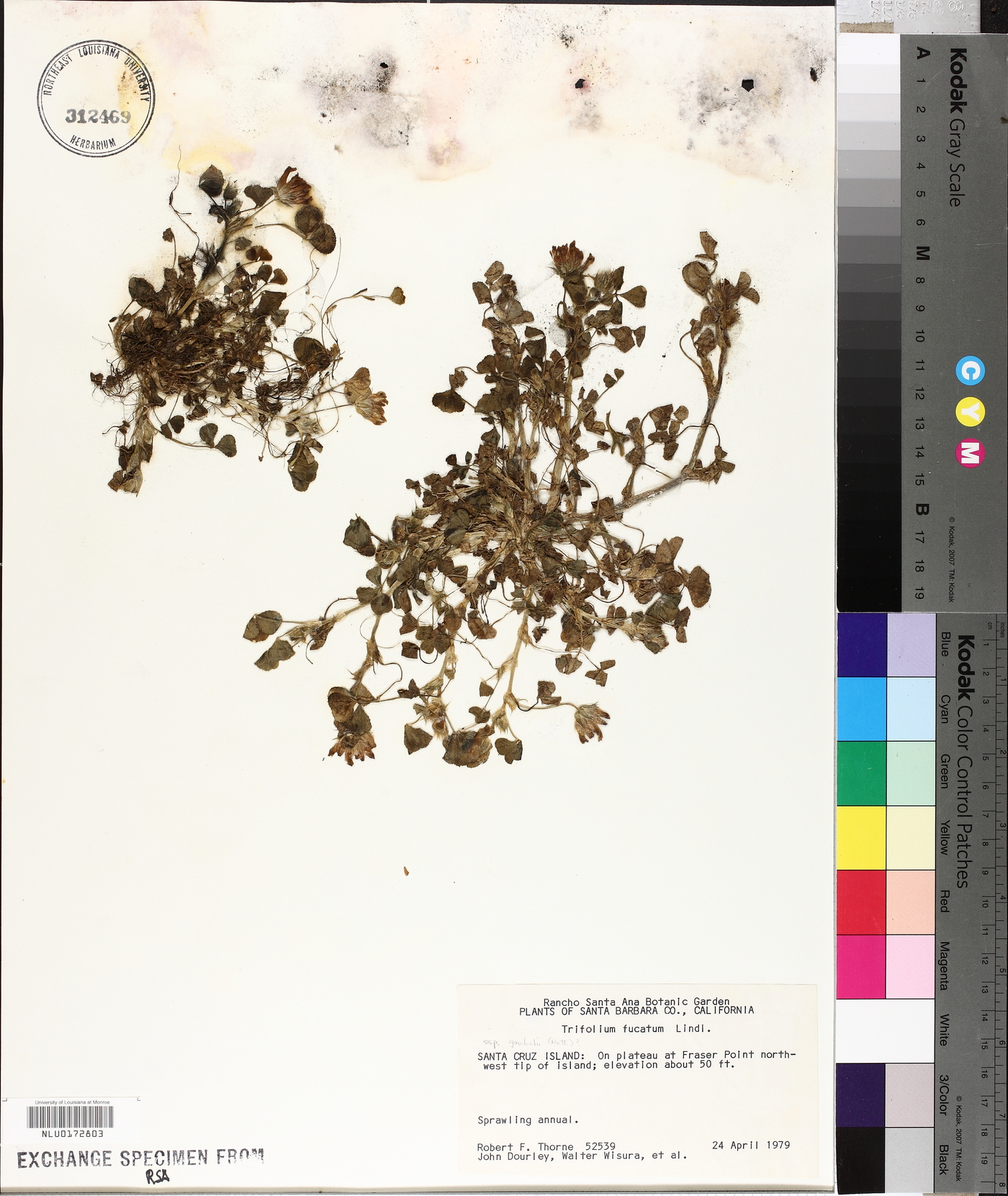 Trifolium fucatum image