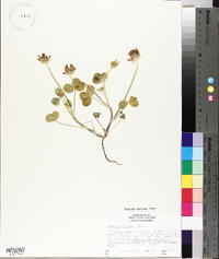 Trifolium fucatum image