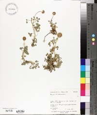 Trifolium fragiferum image