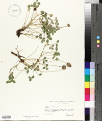 Trifolium fragiferum image