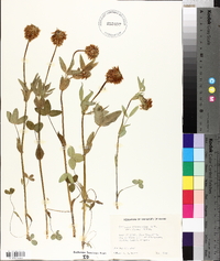 Trifolium eriocephalum image