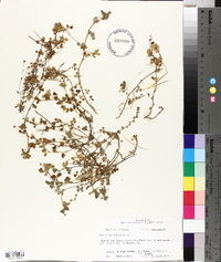 Trifolium dubium image