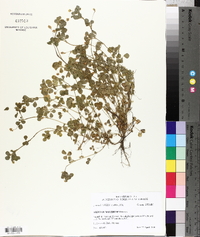 Trifolium dubium image