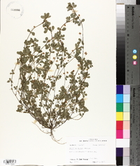 Trifolium dubium image