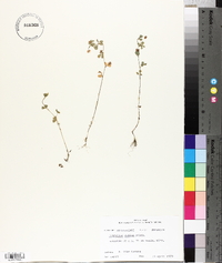 Trifolium dubium image
