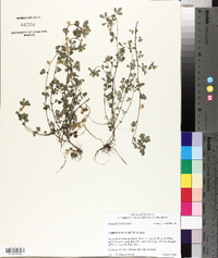 Trifolium dubium image