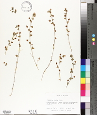 Trifolium dubium image