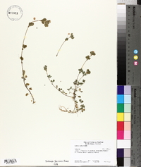 Trifolium dubium image