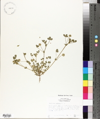 Trifolium dubium image