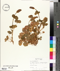 Trifolium incarnatum image