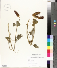 Trifolium incarnatum image