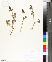 Trifolium incarnatum image