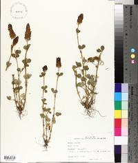 Trifolium incarnatum image