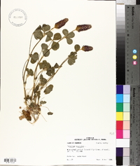 Trifolium incarnatum image