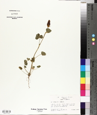 Trifolium incarnatum image