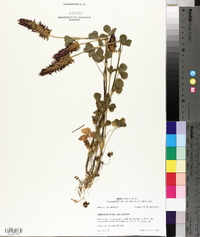 Trifolium incarnatum image