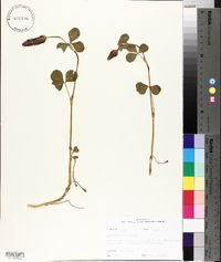 Trifolium incarnatum image