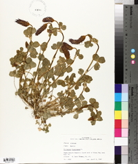 Trifolium incarnatum image