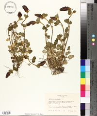 Trifolium incarnatum image