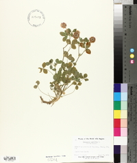 Trifolium hybridum image