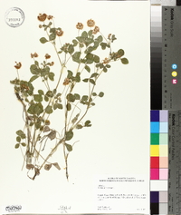 Trifolium hybridum image