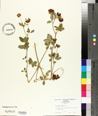 Trifolium hybridum image