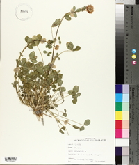 Trifolium hybridum image