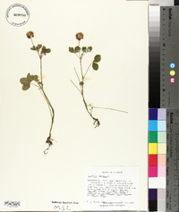 Trifolium hybridum image