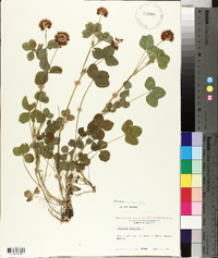 Trifolium hybridum image