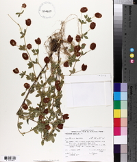 Trifolium aureum image